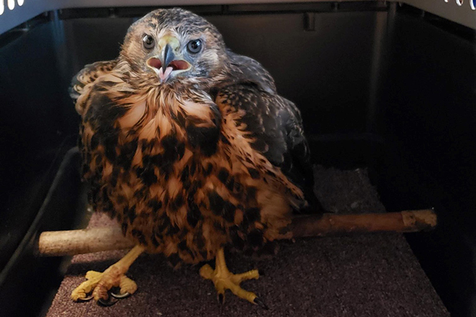 A Northern goshawk rescued by Henderson 